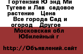 Гортензия Ю энд Ми Тугеве и Лав, садовое растение › Цена ­ 550 - Все города Сад и огород » Другое   . Московская обл.,Юбилейный г.